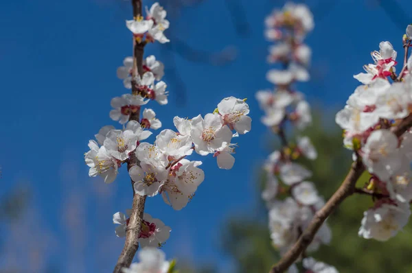 Frumoasă floare de cireșe sakura în primăvară peste cerul albastru — Fotografie, imagine de stoc