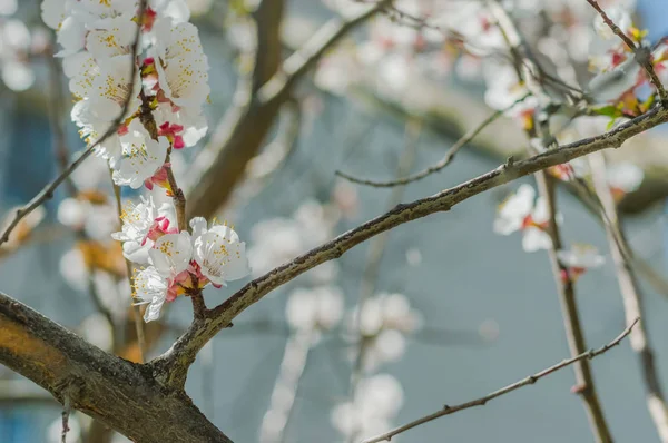 Sakura květiny nebo Kvetoucí třešeň na pozadí přírody — Stock fotografie