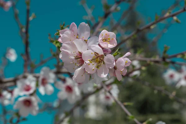 Krásná třešňová kvetoucí Sakura na jaře nad modrou oblohou — Stock fotografie