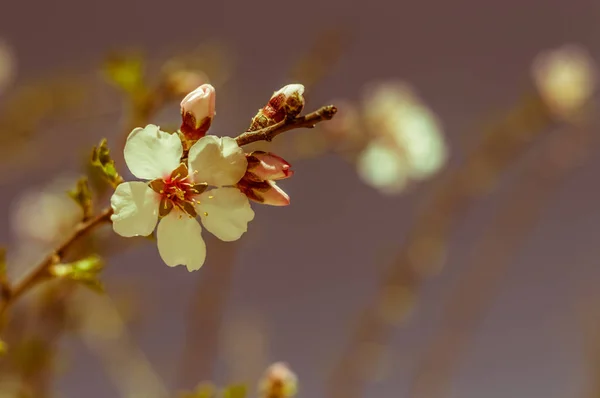 Gyönyörű Vintage Sakura fa virágok Vértes (cseresznyevirág) — Stock Fotó