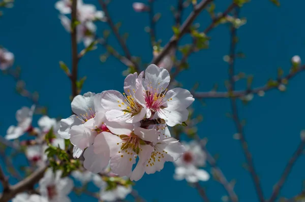 Krásná třešňová kvetoucí Sakura na jaře nad modrou oblohou — Stock fotografie