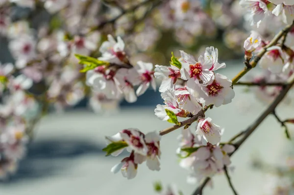 Sakura virágok vagy lágy fókusz cseresznyevirág a természet hátterét — Stock Fotó
