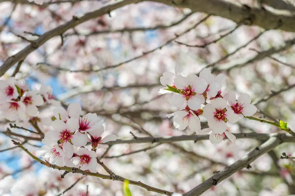 Sakura květiny nebo Kvetoucí třešeň na pozadí přírody — Stock fotografie