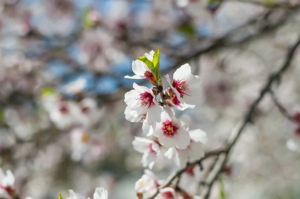 Sakura květiny nebo Kvetoucí třešeň na pozadí přírody — Stock fotografie