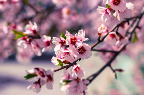 Flori Sakura sau focalizare moale flori de cireșe pe fundalul naturii — Fotografie, imagine de stoc