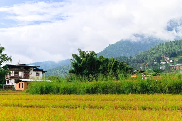 Imagine de aproape a unui câmp de orez auriu din Punakha, Bhutan . — Fotografie, imagine de stoc