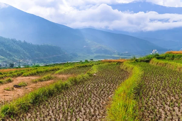 Close up image of a rice field in Punakha, Bhutan. — Stock Photo, Image