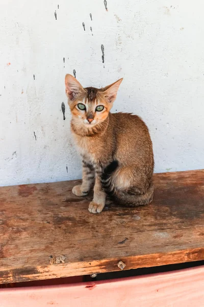 Pequeno gato vadio butanês com olhos verdes sentado em um banco de madeira — Fotografia de Stock