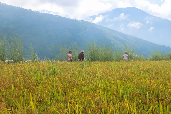 Thimphu, Bhutan - September 15, 2016: Rice field near Thimphu, Bhutan, Asia — Stock Photo, Image