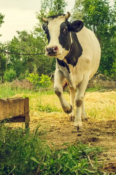 Lácteos vaca manchada en blanco y negro en el pueblo . —  Fotos de Stock