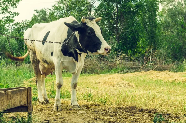 Lácteos vaca manchada en blanco y negro en el pueblo . — Foto de Stock