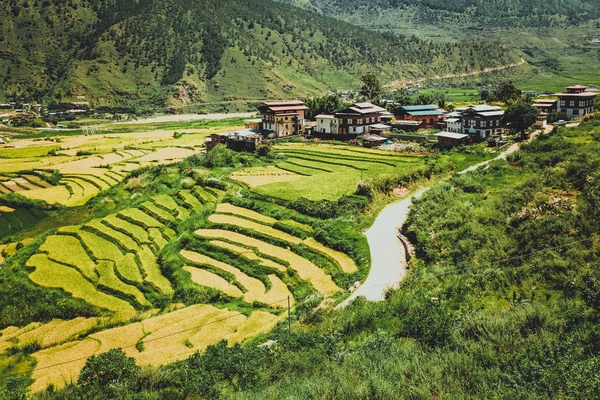 Bhutanese village and terraced field at Punakha, Bhutan — Stock Photo, Image