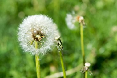 Karahindiba çiçek doğa arka plan üzerinde tarih seçici odak.  