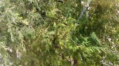 Söğüt ağacı dalları rüzgarda sallanıyor güneş ışınları yaprakların arasında parıldıyor.