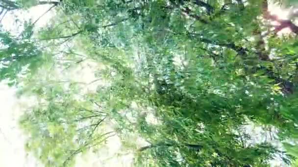 明るい日差しの下で風に揺れる柳の木の枝. — ストック動画