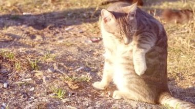 Yavaş çekim genç tekir kedi güneşli bir günde parkta sırtını dikkatlice temizliyor..