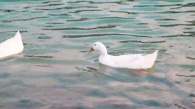 İki beyaz ördek ve bir drake gölette yüzüyor, su içiyorlar.