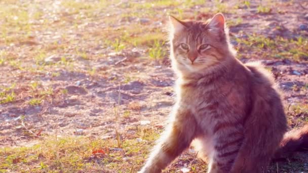 Lento movimiento joven gato tabby picazón y limpieza en el suelo en un parque en un día soleado . — Vídeos de Stock