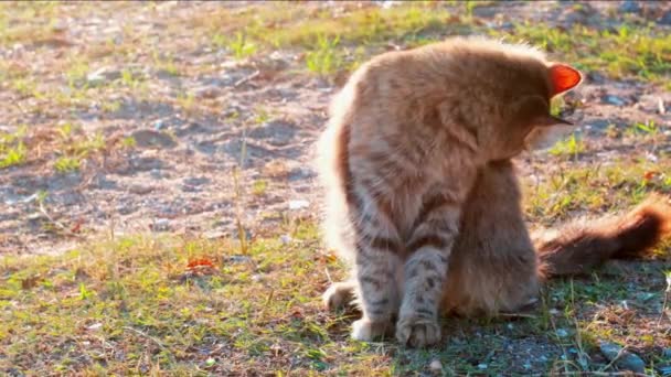 Zeitlupe junge Tabby-Katze säubert an einem sonnigen Tag ihren Rücken sorgfältig auf dem Boden in einem Park. — Stockvideo