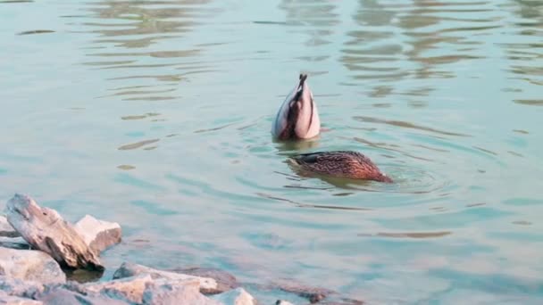 Pato mallardo hembra de cámara lenta y pato mallardo macho incursionando boca abajo en el agua para comer insectos o malas hierbas — Vídeos de Stock