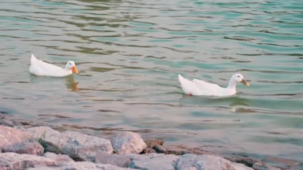 Lassú mozgás, két fehér kacsa úszik a tóban. — Stock videók