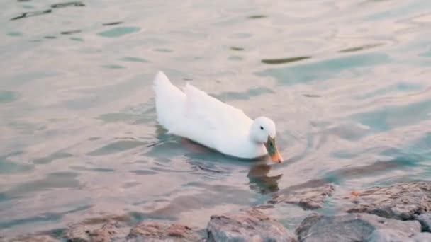 Lassan mozgó fehér kacsa úszik a tóban, élelmet keres — Stock videók