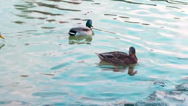 Tres ánades reales en cámara lenta (Anas platyrhynchos), patos nadando en un estanque — Vídeos de Stock