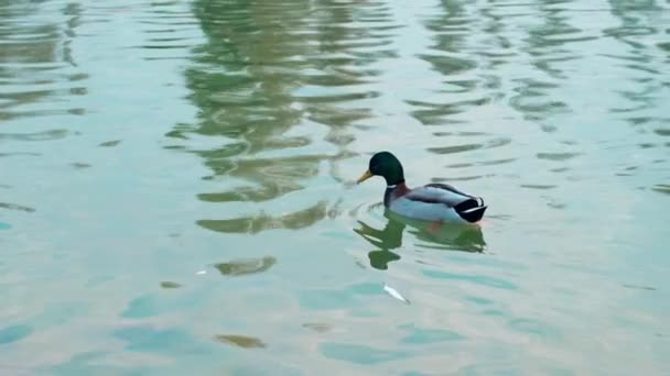 In Zeitlupe schwimmt das brütende Stockenten-Männchen mit grünem Kopf in einem Teich — Stockvideo