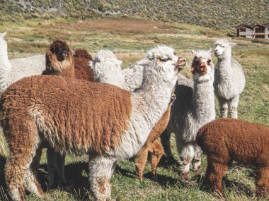 Evcil alpakalar, aile grupları halinde yaşayan sosyal sürü hayvanları.