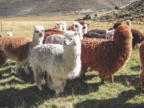 Domesticated alpacas, social herd animals that live in family groups