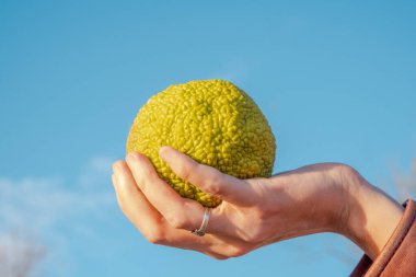 Osage portakalı, çit elması ya da çit elması olarak bilinen Maclura pomifera 'yı tutan kadın el..