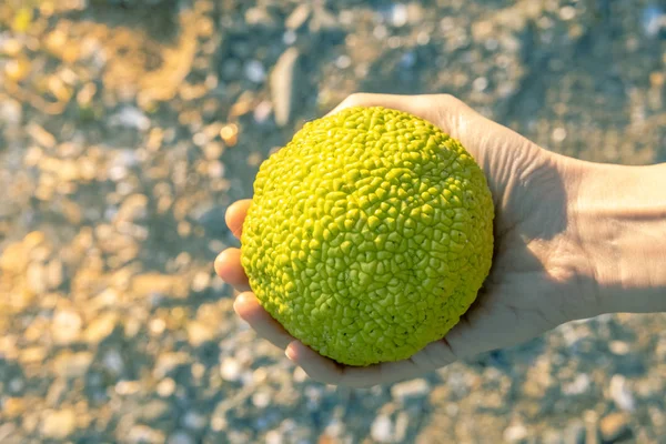 Γυναικείο Χέρι Που Κρατά Ένα Maclura Pomifera Κοινώς Γνωστό Osage — Φωτογραφία Αρχείου