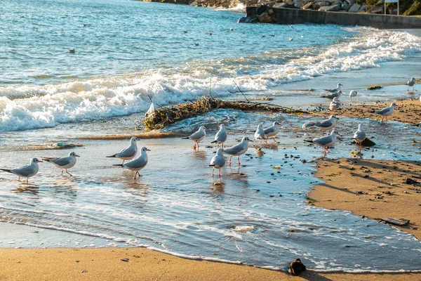 Eine Gruppe Möwen Steht Auf Dem Sand Der Nähe Der — Stockfoto