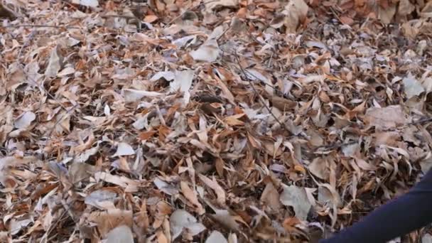 Крупним планом жіноча рука кидає сухе золоте листя в осінній сад — стокове відео