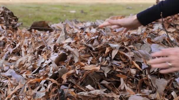 Close up de uma mão feminina pegando uma pilha de folhas douradas secas no jardim de outono — Vídeo de Stock