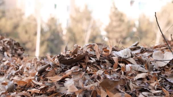 "Close up of brown — Stock Video