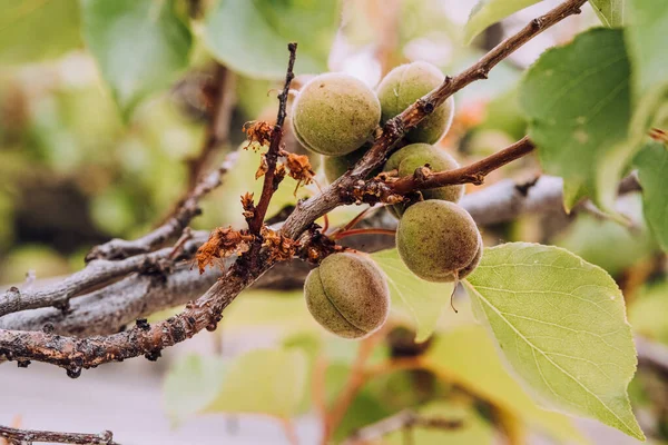 Unreife Grüne Aprikosenfrüchte Die Auf Bäumen Vor Verschwommenem Naturhintergrund Wachsen — Stockfoto
