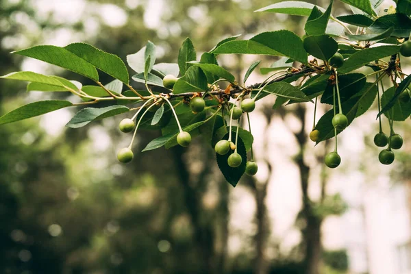 Unreife Grüne Kirschfrüchte Die Auf Bäumen Auf Verschwommenem Naturhintergrund Wachsen — Stockfoto