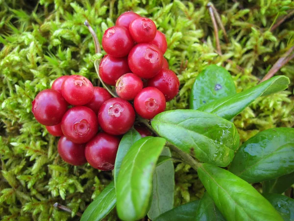 Reife rote Preiselbeere mit grünen Blättern. — Stockfoto