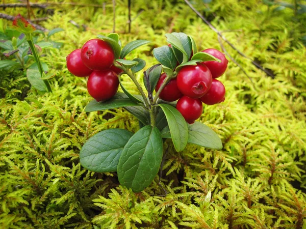 Reife rote Preiselbeere mit grünen Blättern. — Stockfoto