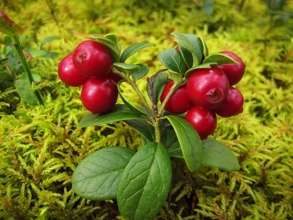 Cowberry vermelho maduro com folhas verdes . — Fotografia de Stock