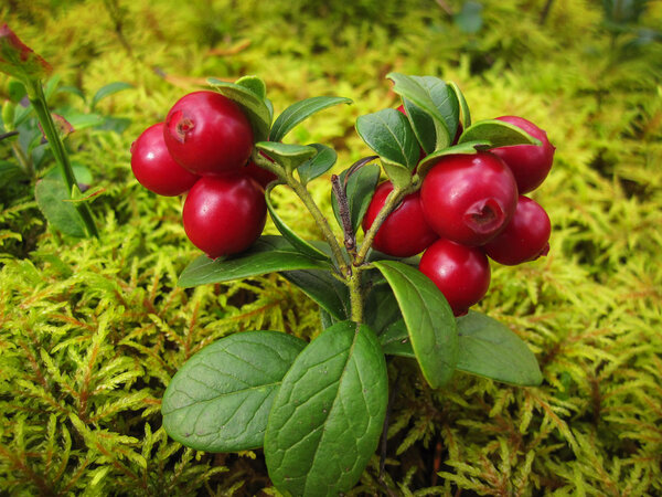 Ripe red cowberry with green leaves.