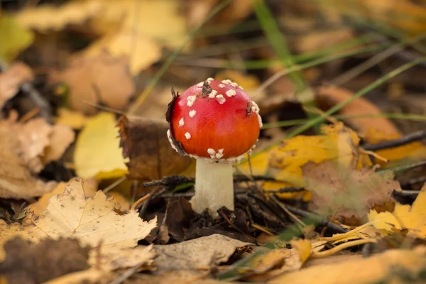 Cogumelo uma mosca agárica com um chapéu vermelho — Fotografia de Stock