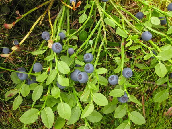 Bush lesie dzikich jagód z dojrzałe jagody niebieski — Zdjęcie stockowe