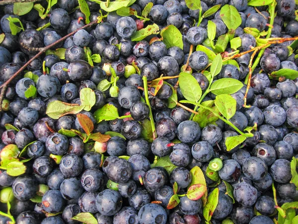 Ripe wild blueberries with leaves lying in a pile of background — Stock Photo, Image