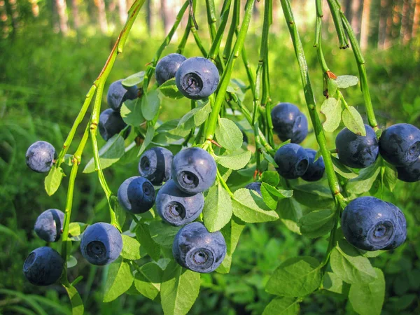 Bush lesie dzikich jagód z dojrzałe jagody niebieski — Zdjęcie stockowe