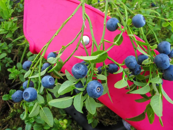 Красиві лохини Буша з стиглі солодкі ягоди зростає — стокове фото