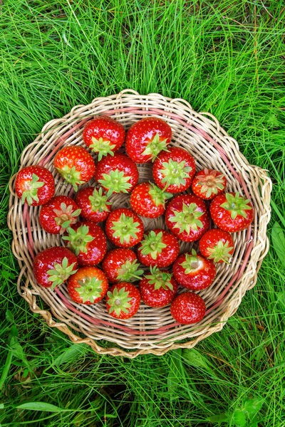 Red Ripe Strawberries Wooden Basket Old Boards Background Green Grass — Stock Photo, Image