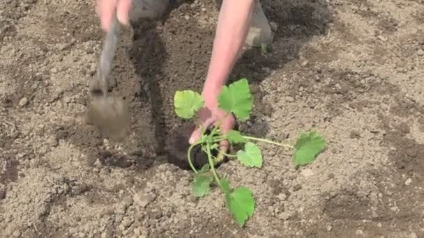 Agricultor plantación planta sonriente huerta comida orgánica — Vídeos de Stock