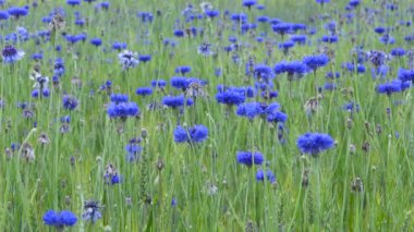 Buğday alan, çiçek ve organik gıda çiçek açan Peygamber